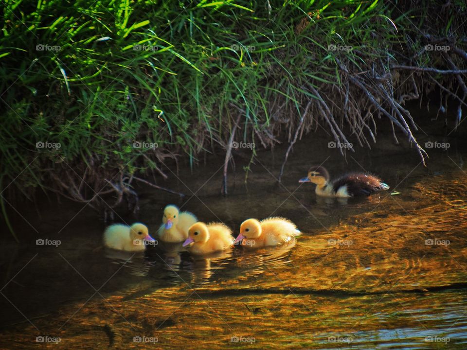 Duck Family 