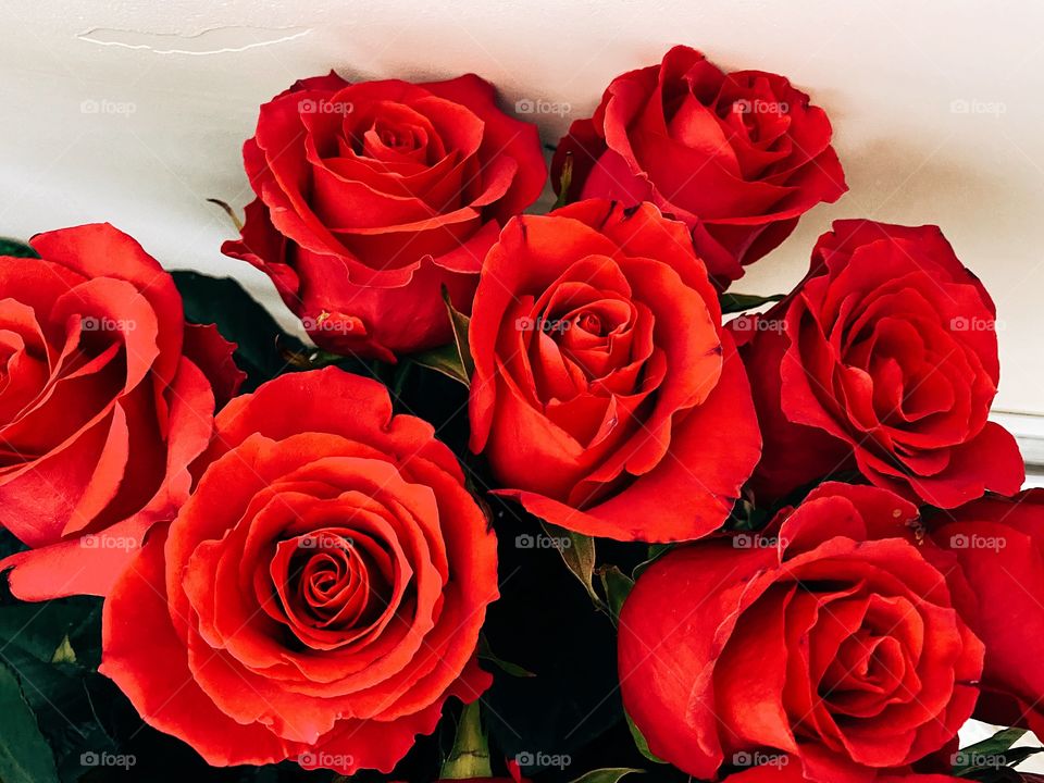 Close up of red roses