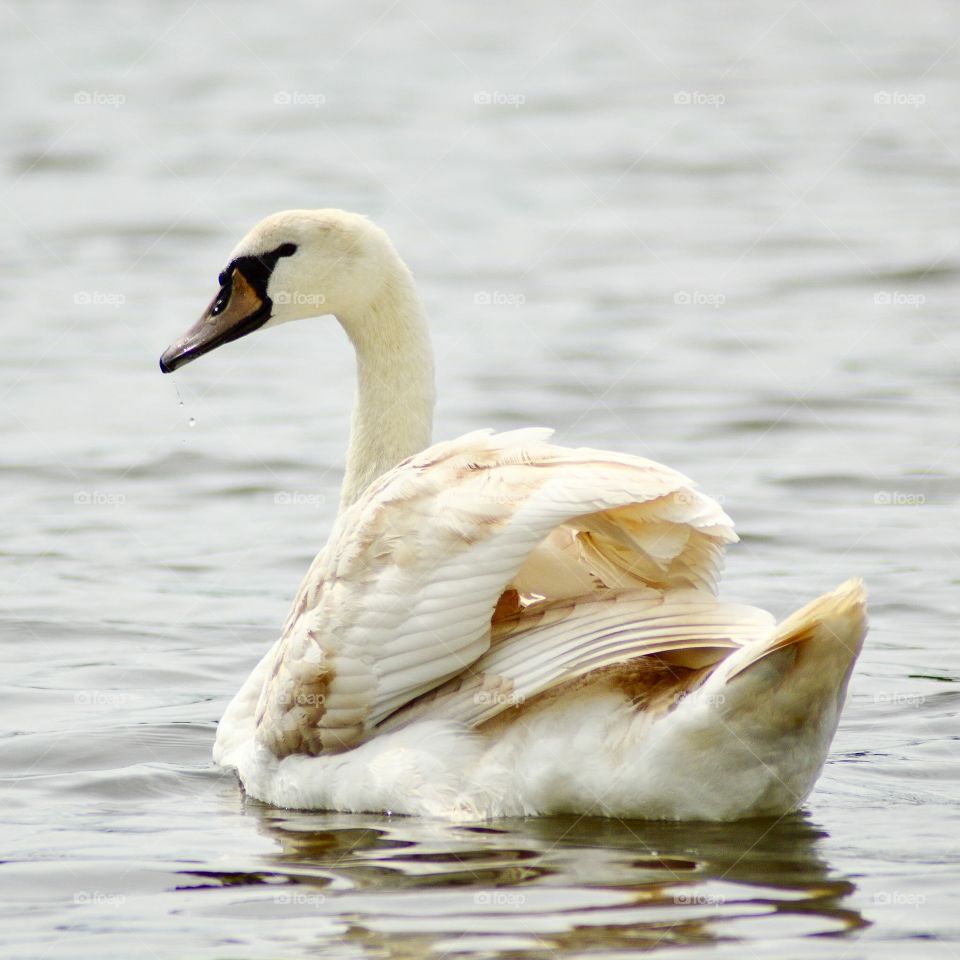 Swan swimming away from shore on a lake, showing feather details and reflections. 