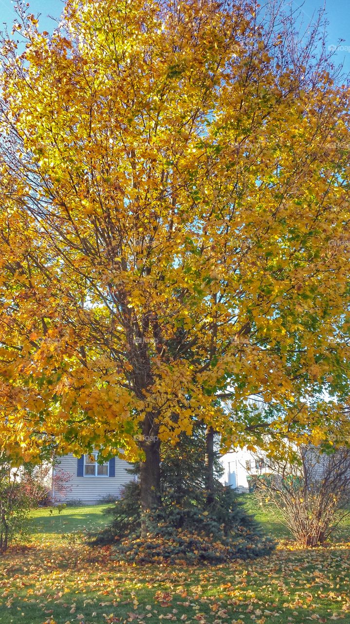 Yellow Leaves