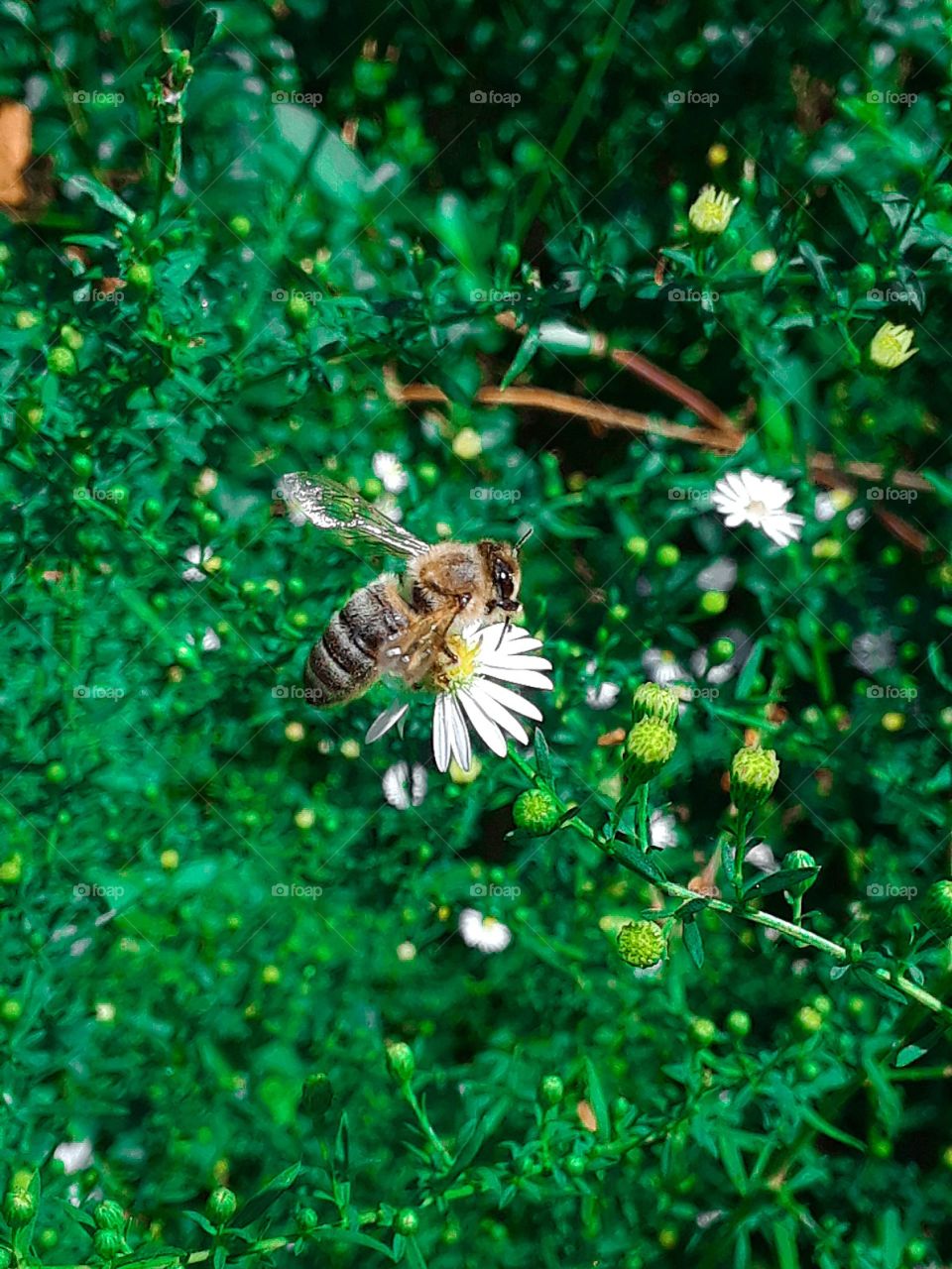 Honey Bee On Wild Flower