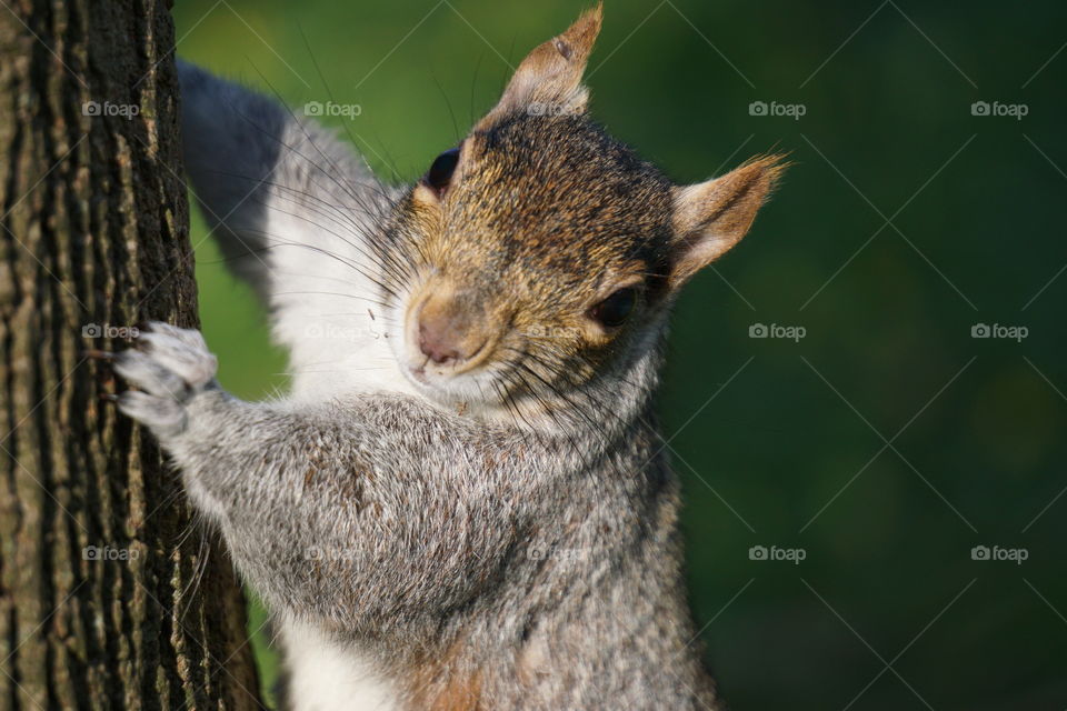 A squirrel portrait 