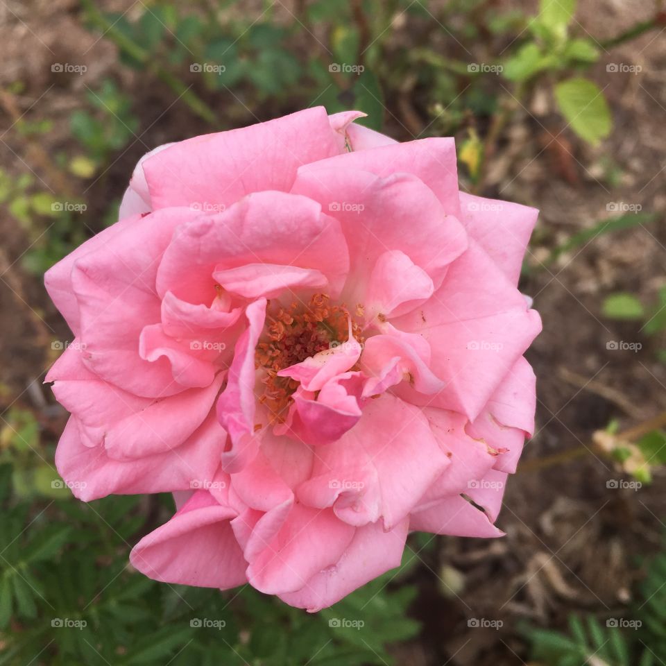 🌼#Flores do nosso #jardim, para alegrar e embelezar nosso dia!
#Jardinagem é nosso #hobby. 
🌹
#flor #flowers #flower #pétalas #garden #natureza #nature #flora #photography 
#fotografia 
#FOTOGRAFIAéNOSSOhobby 