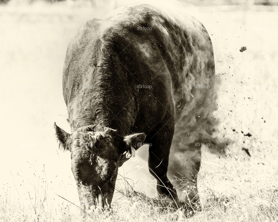 Attacking bull in hot dry dusty grass field