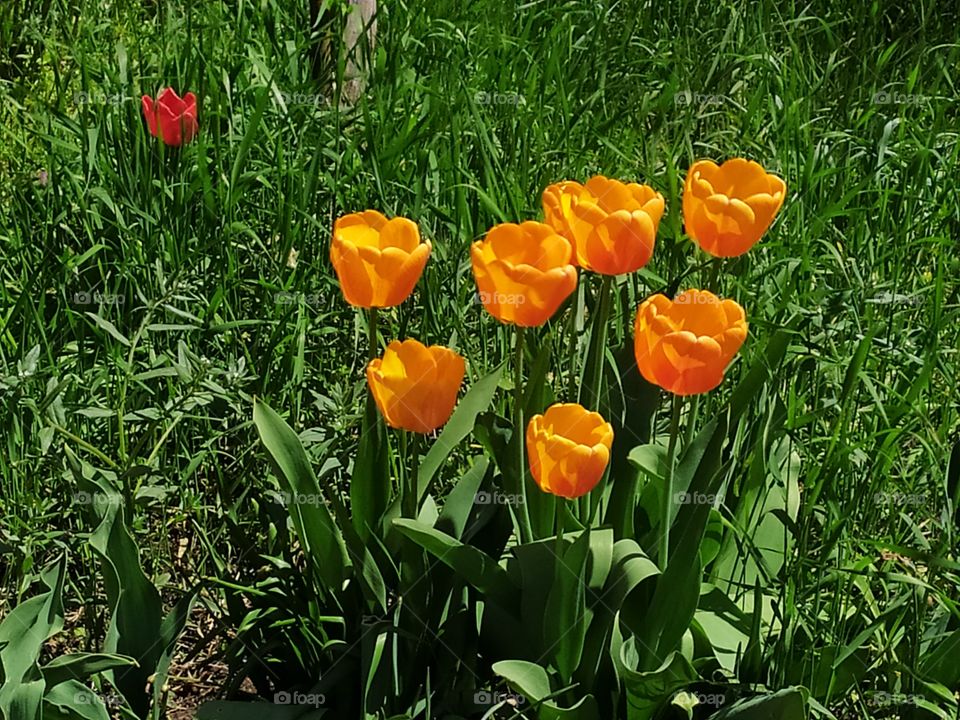 Orange Tulips and a Red Tulip in the Green Grass