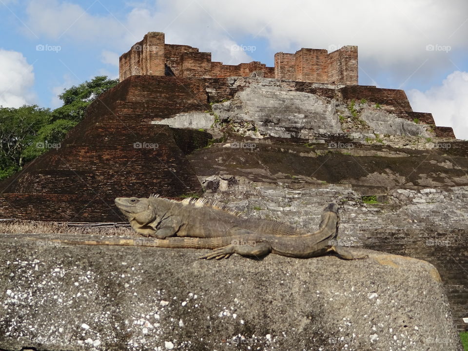 iguanas in the piramids