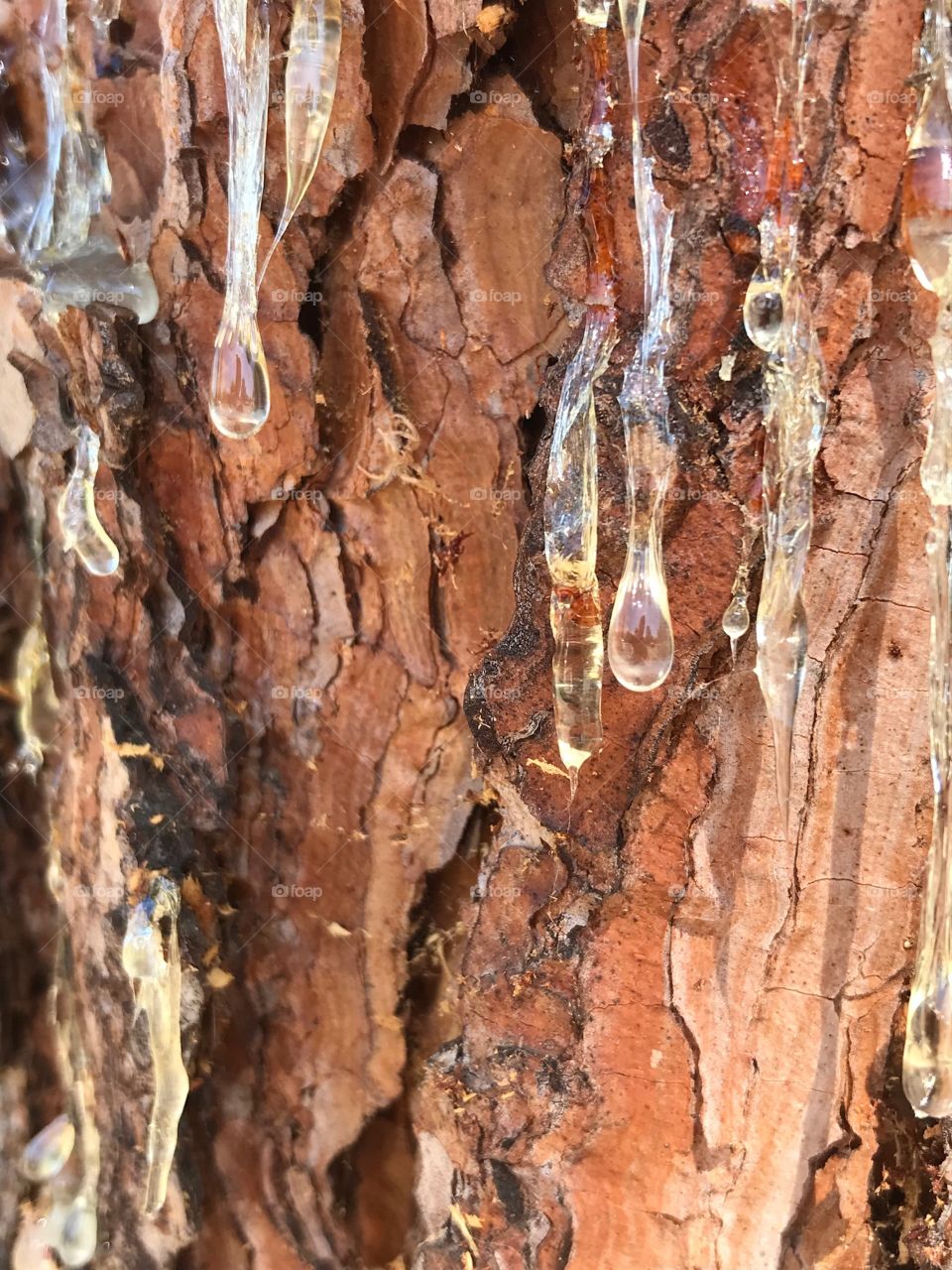 The amazing protective power of nature at work as fresh sap seeps from a pine, sealing the wood from dangerous influences. 