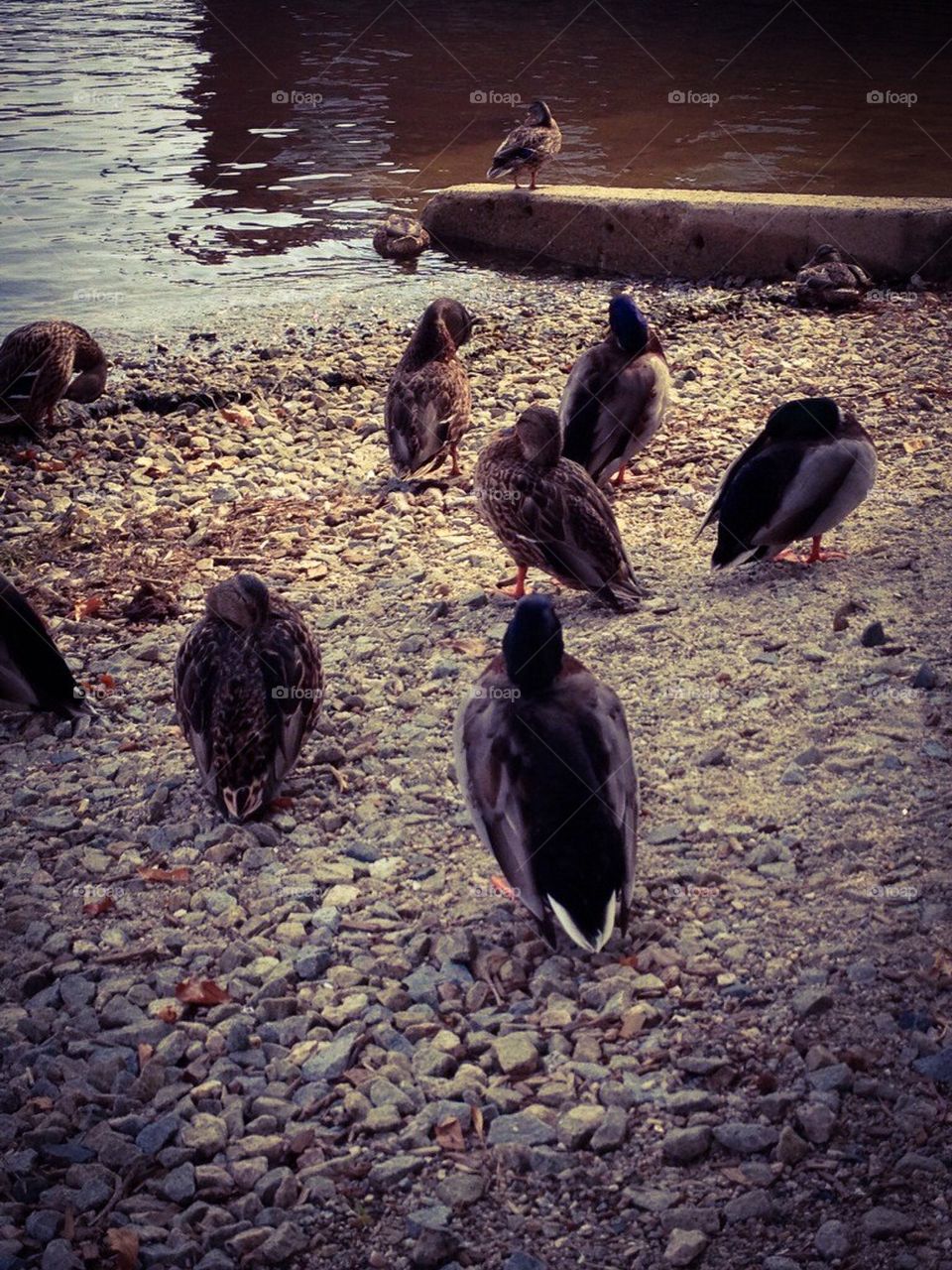 ducks
