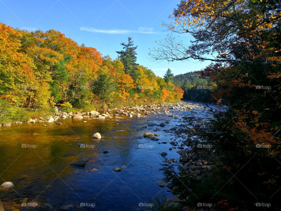 Look deep into nature, and then you will understand everything better.
 Albert Einstein