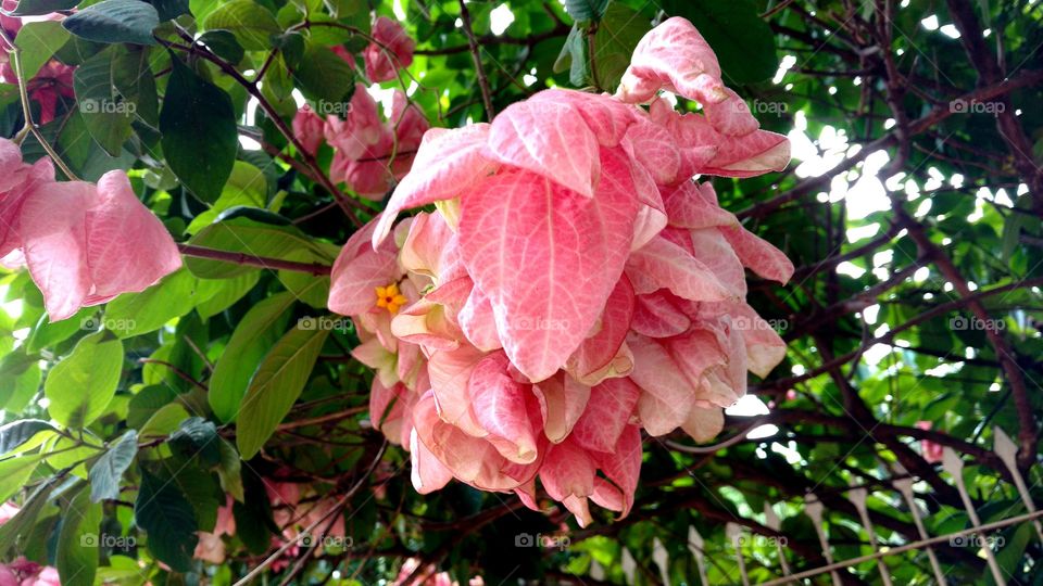 Planta bonita com folhas coloridas rosadas que parecem flores.
