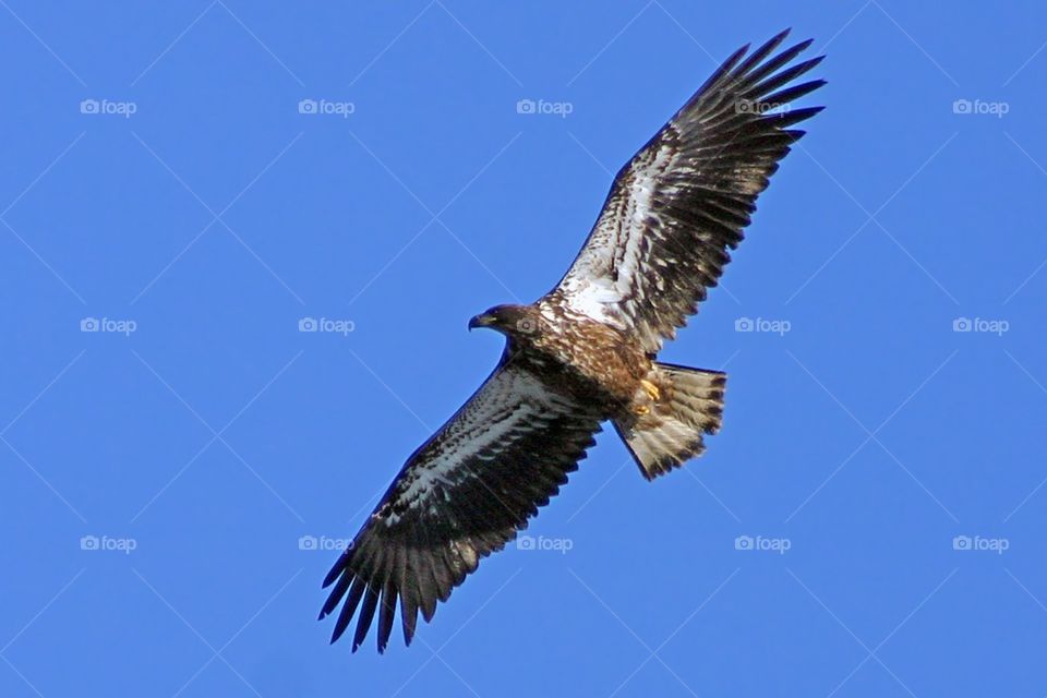 Juvenile bald eagle in flight