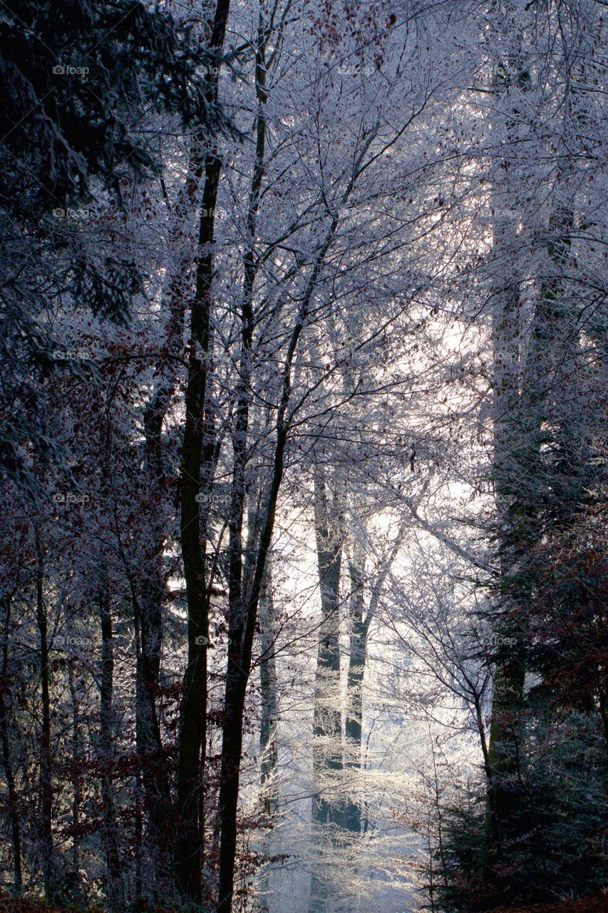 View of forest during winter