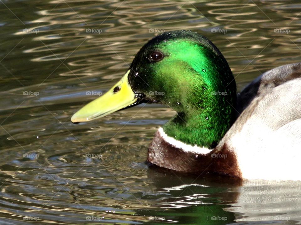 shiny duck