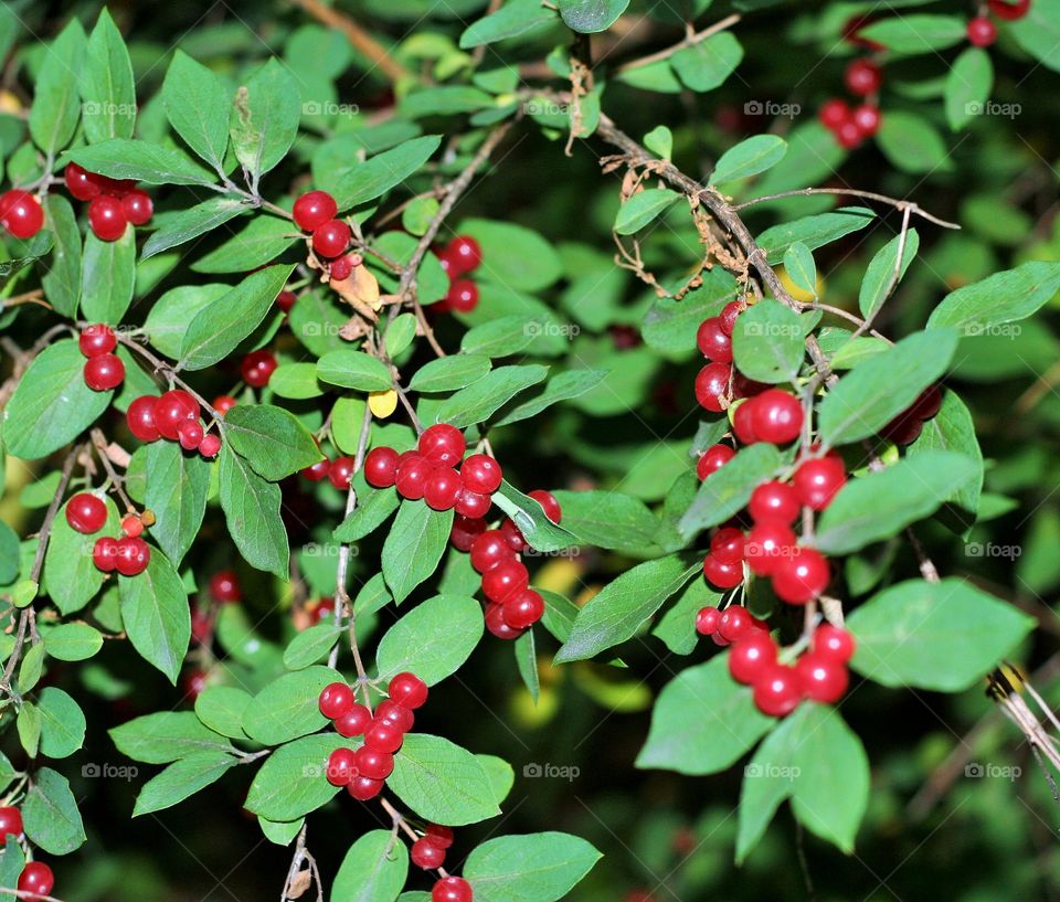 Berries on leaves in summer 
