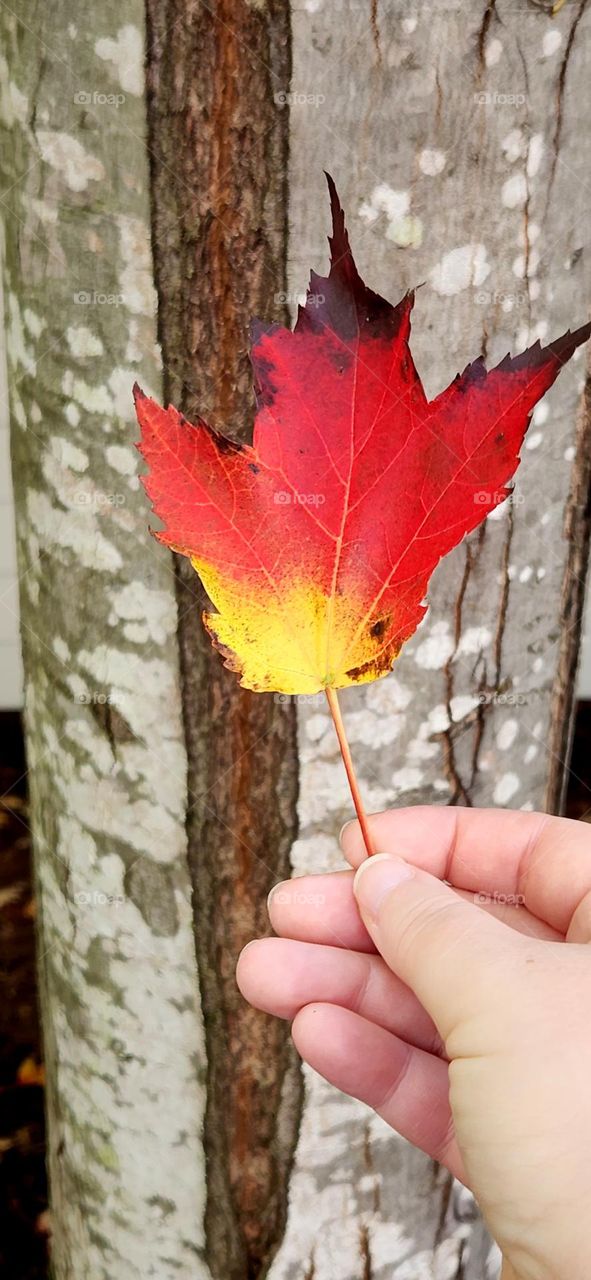 close up view of a woman's hand holding up a bright fallen leaf in front of a tree trunk on an Autumn afternoon in Oregon