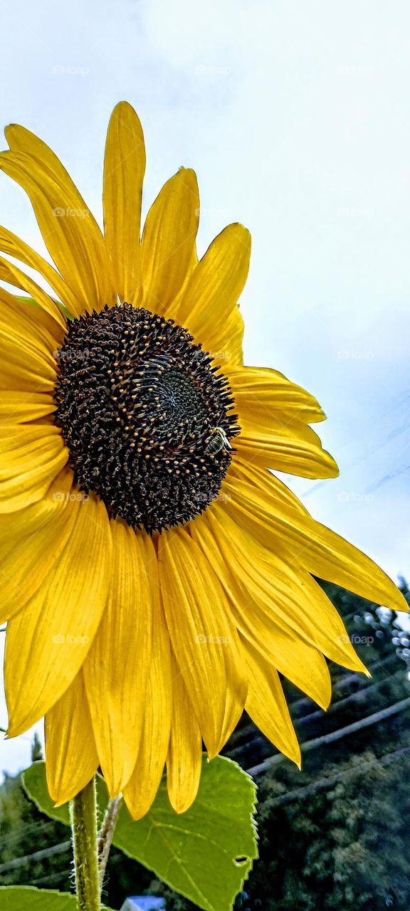 Sunflower Side View