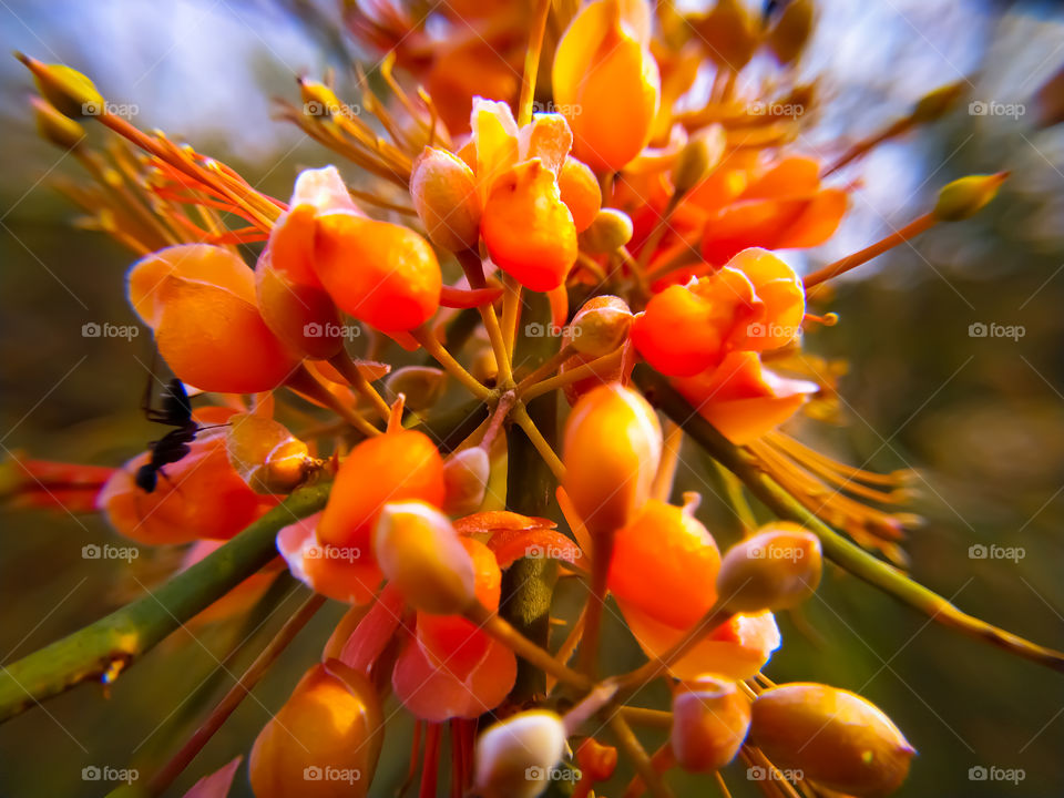 Capparis flowers blooming on branch in summer