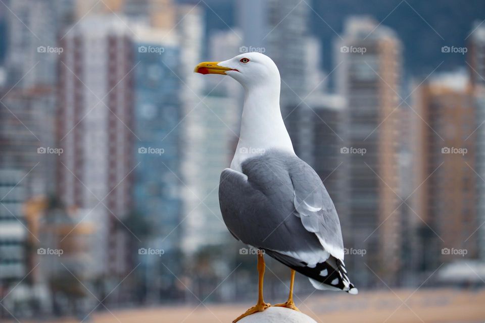 Albatross