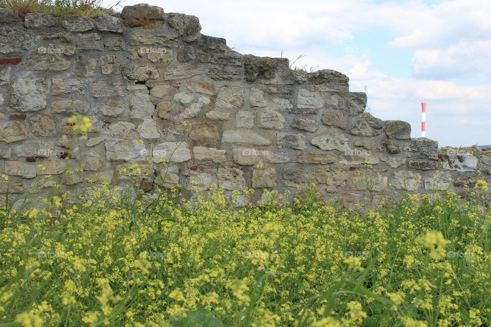 Oilseed rape or Canola bloomed next to the stone wall.  In a background a red and white chimney