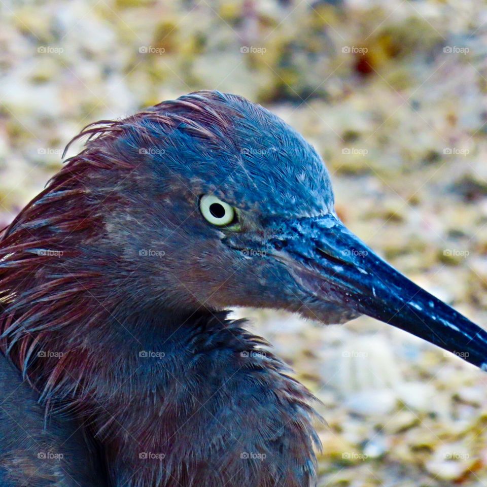 Reddish Egret