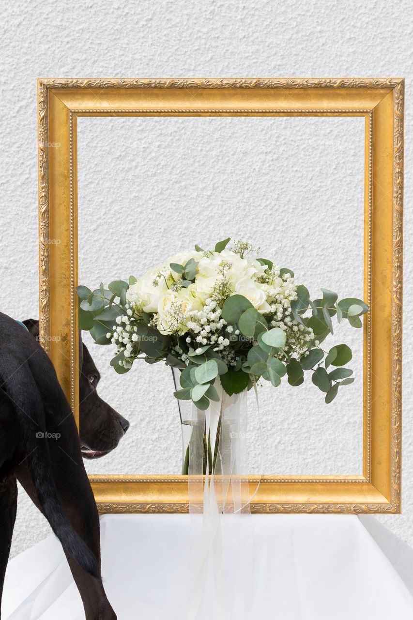Funny curious dog steps into the picture while shooting a bridal bouquet with an old wooden golden painting frame 