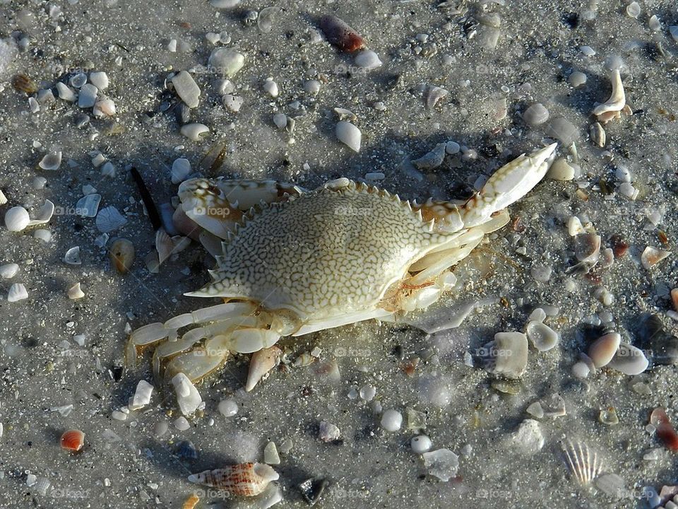 Hardshell Crab