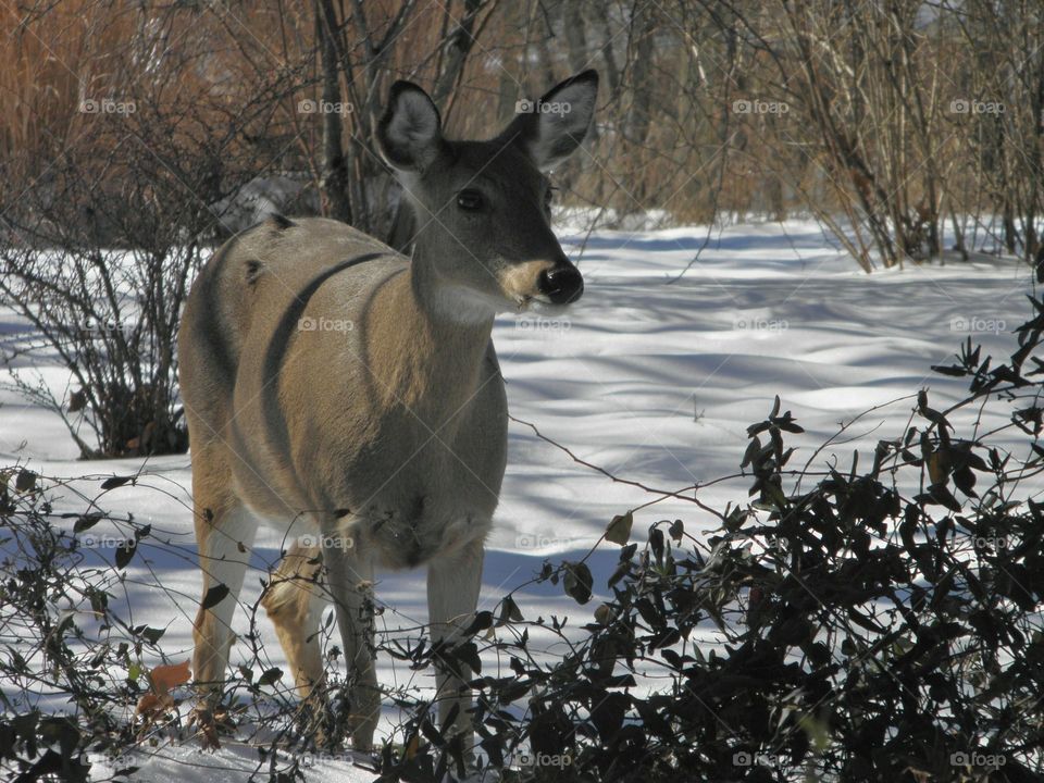 This deer came right up to our large front yard on our acreage, foraging for greenery one winter morning. 