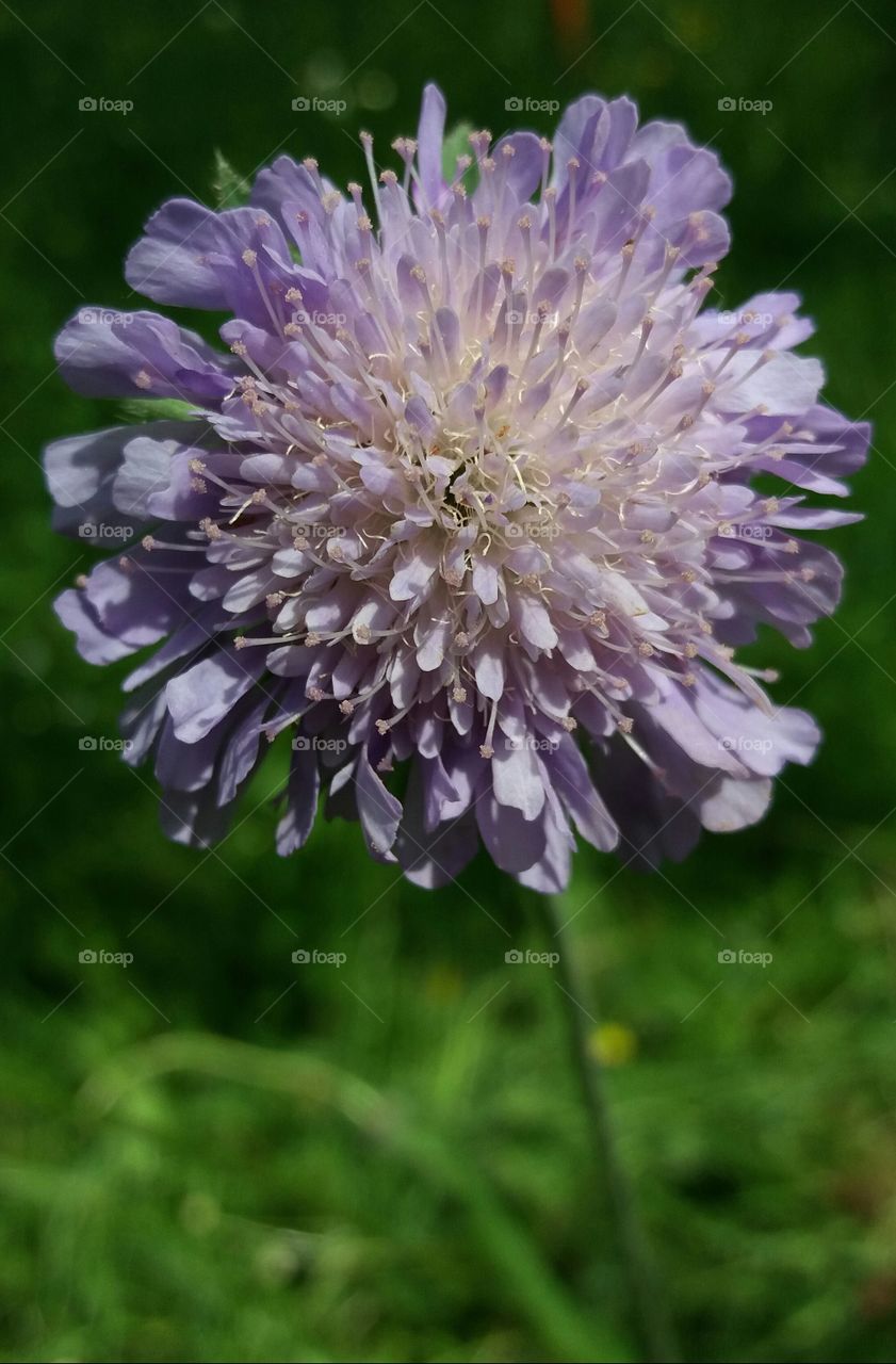 wild spring flower