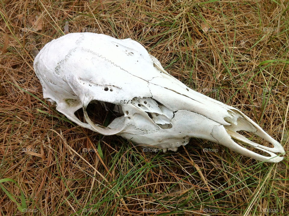 dead skull death deer by serenitykennedy