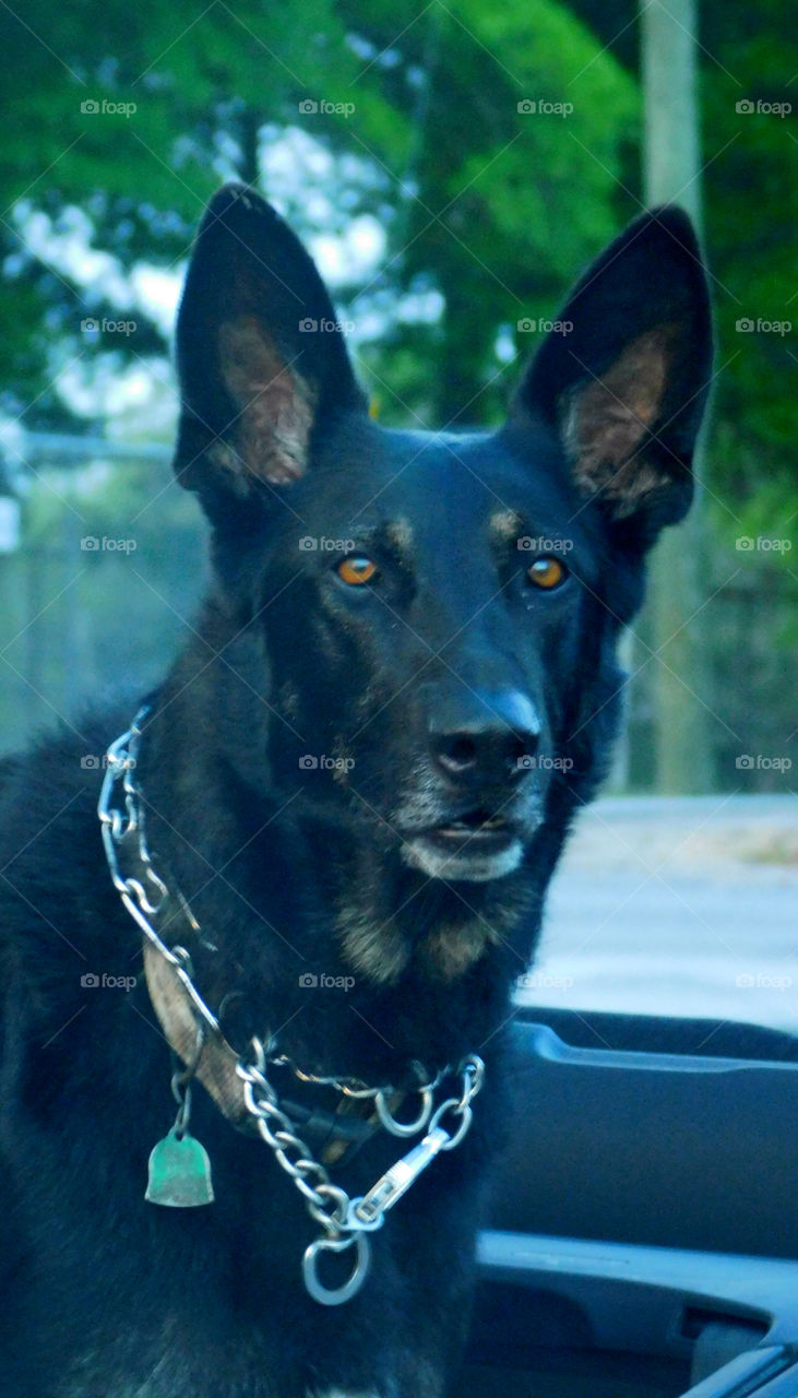 Beautiful German Shepard Guard Dog, very alert! 