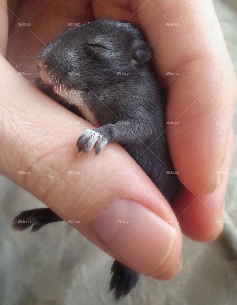 A woman's hand holding baby mouse