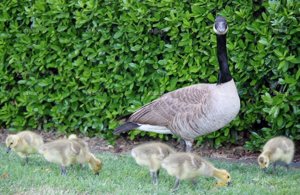 Mother Goose and Family