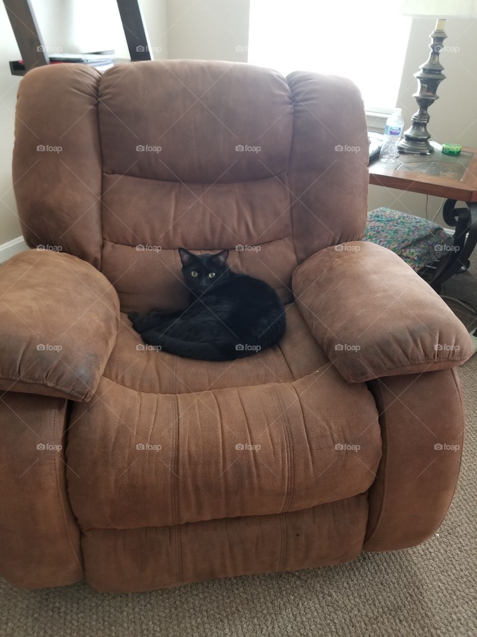 My cat,  Spooky,  sitting in his favorite chair.