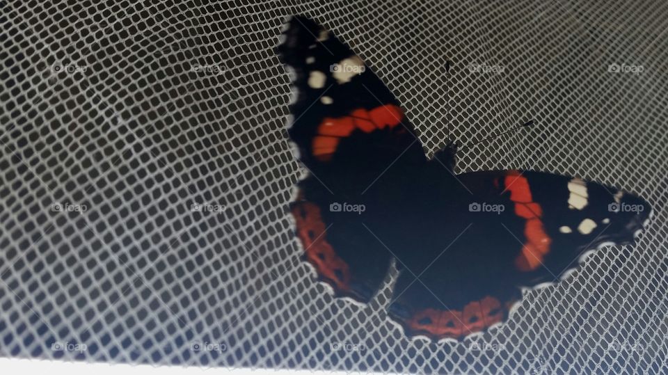 butterfly in net