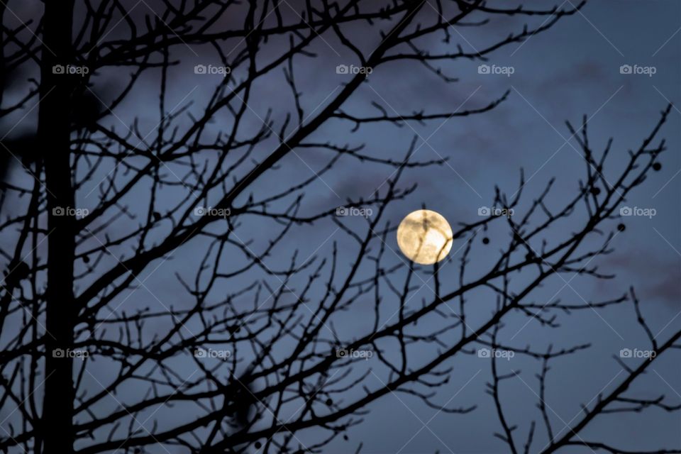 Rising moon with silhouette of trees in foreground
