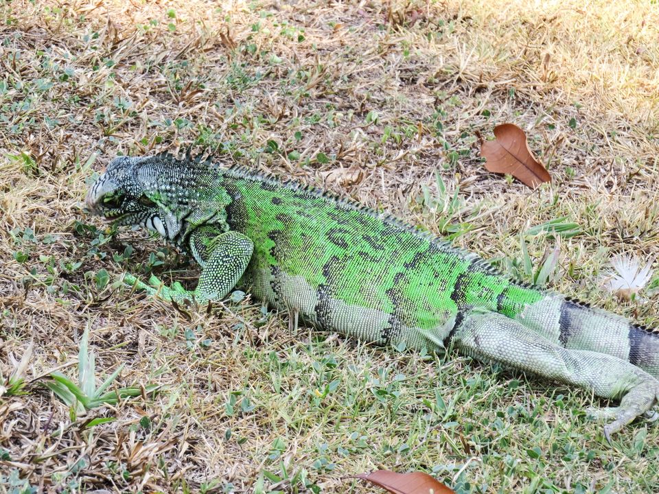 Iguana