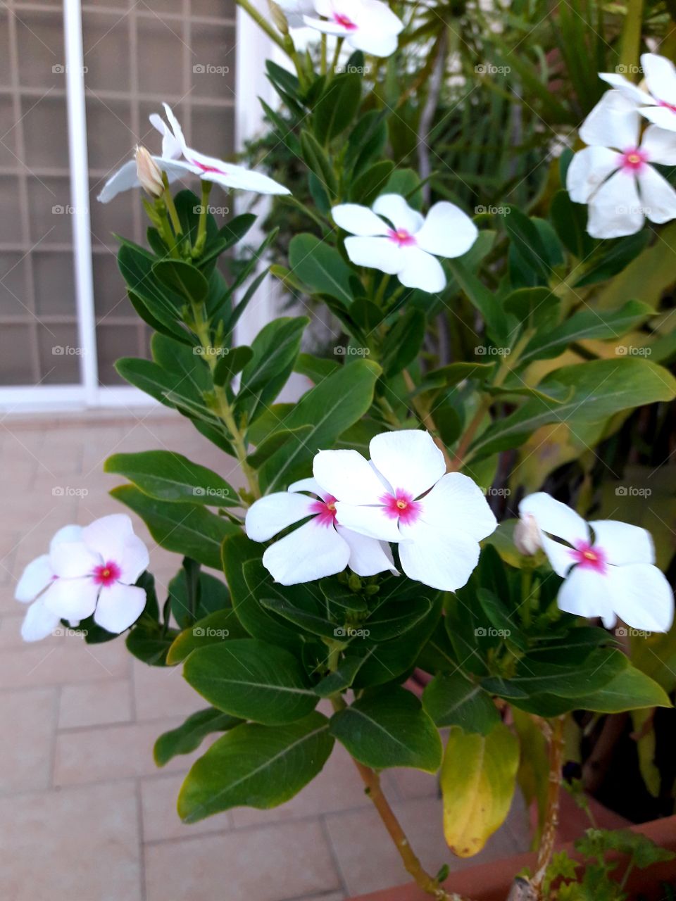 a beautiful white flower