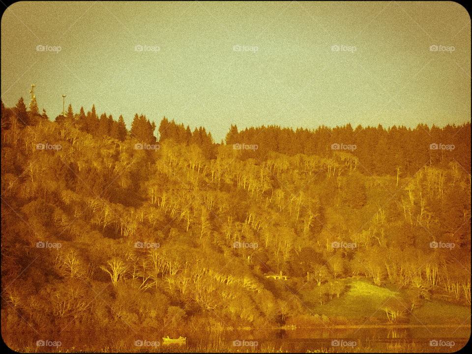 Golden forest along a golden lake. Vintage
