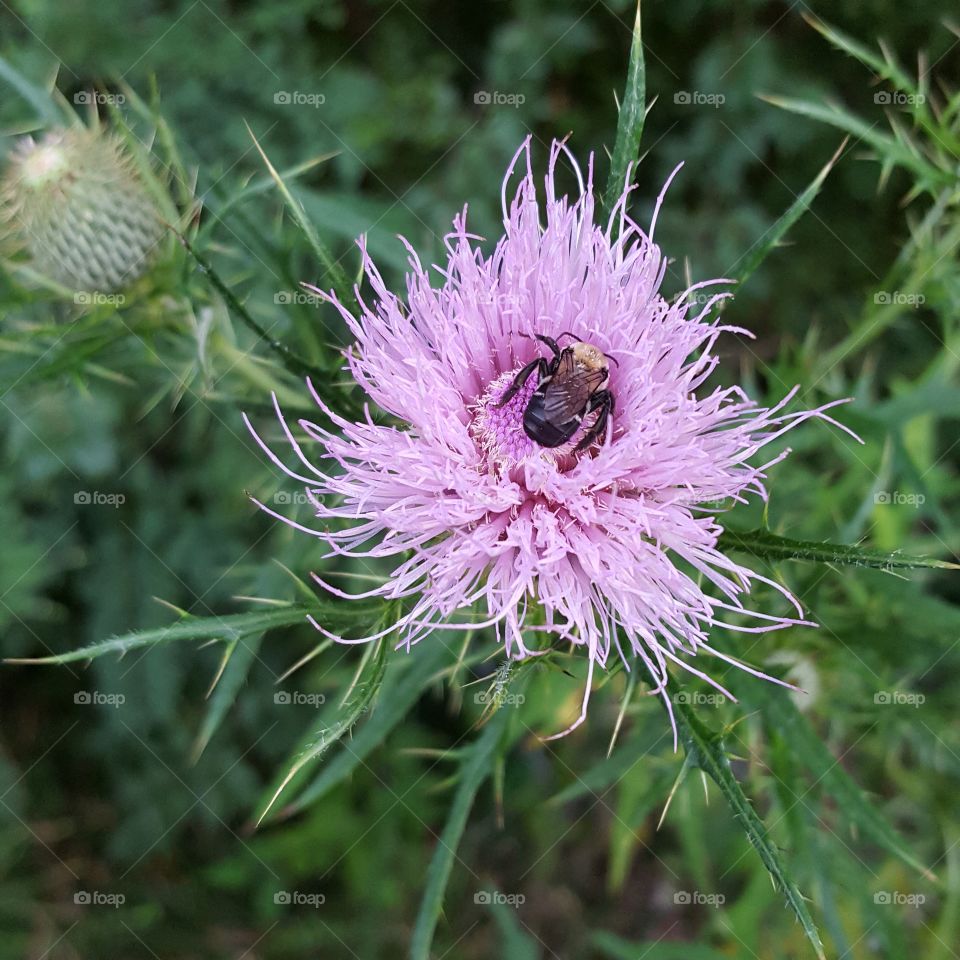 High angle view of bee on pink flower