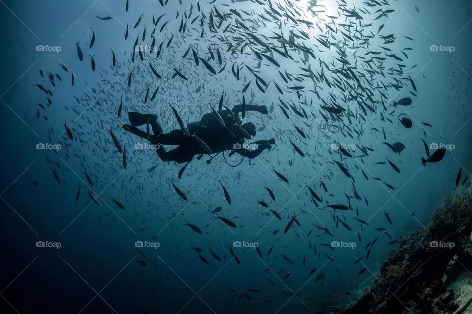 Fish attack