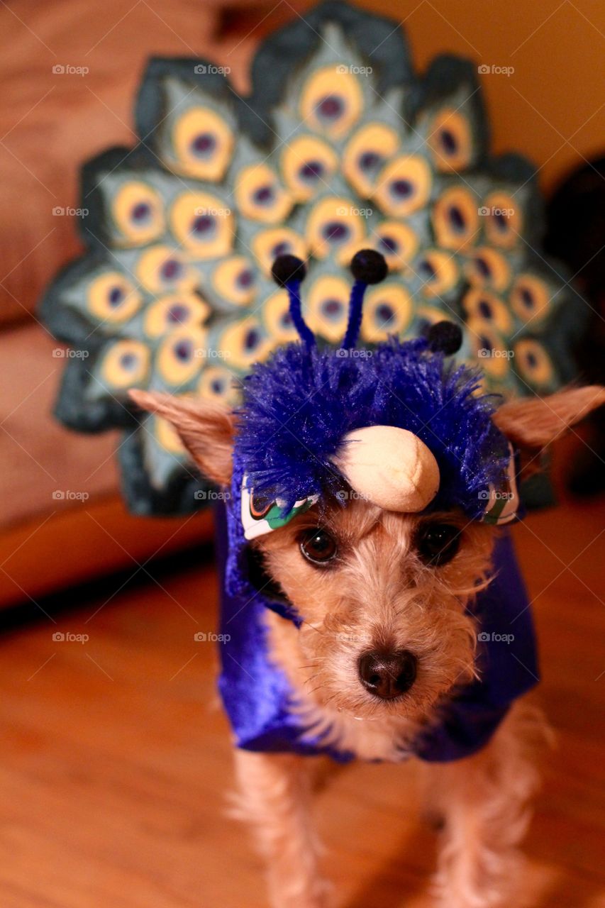 Peacock puppy 