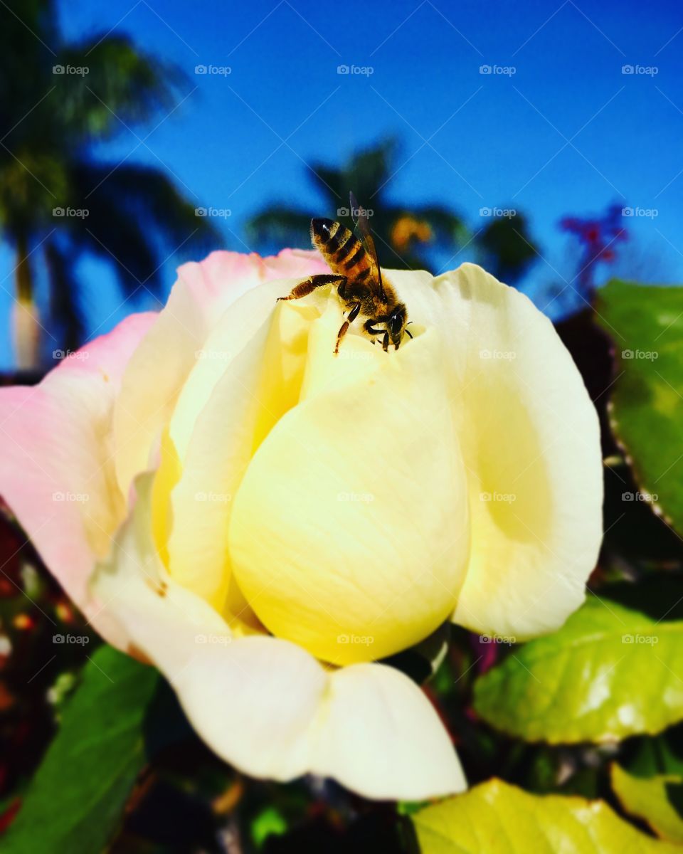 Celebrating spring is enjoying the flowers and the whole ecosystem around them, like the bee pollination in this photo! / Celebrar a primavera é curtir as flores e todo o ecossistema em torno delas, como a polinização da abelhinha desta foto!