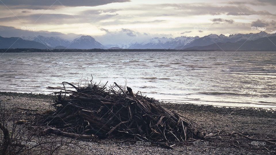 Driftwood