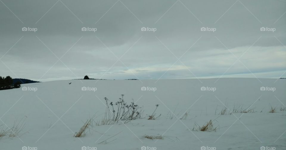 red tailed hawk flying