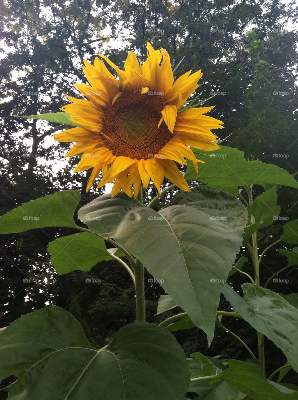 Sunflower