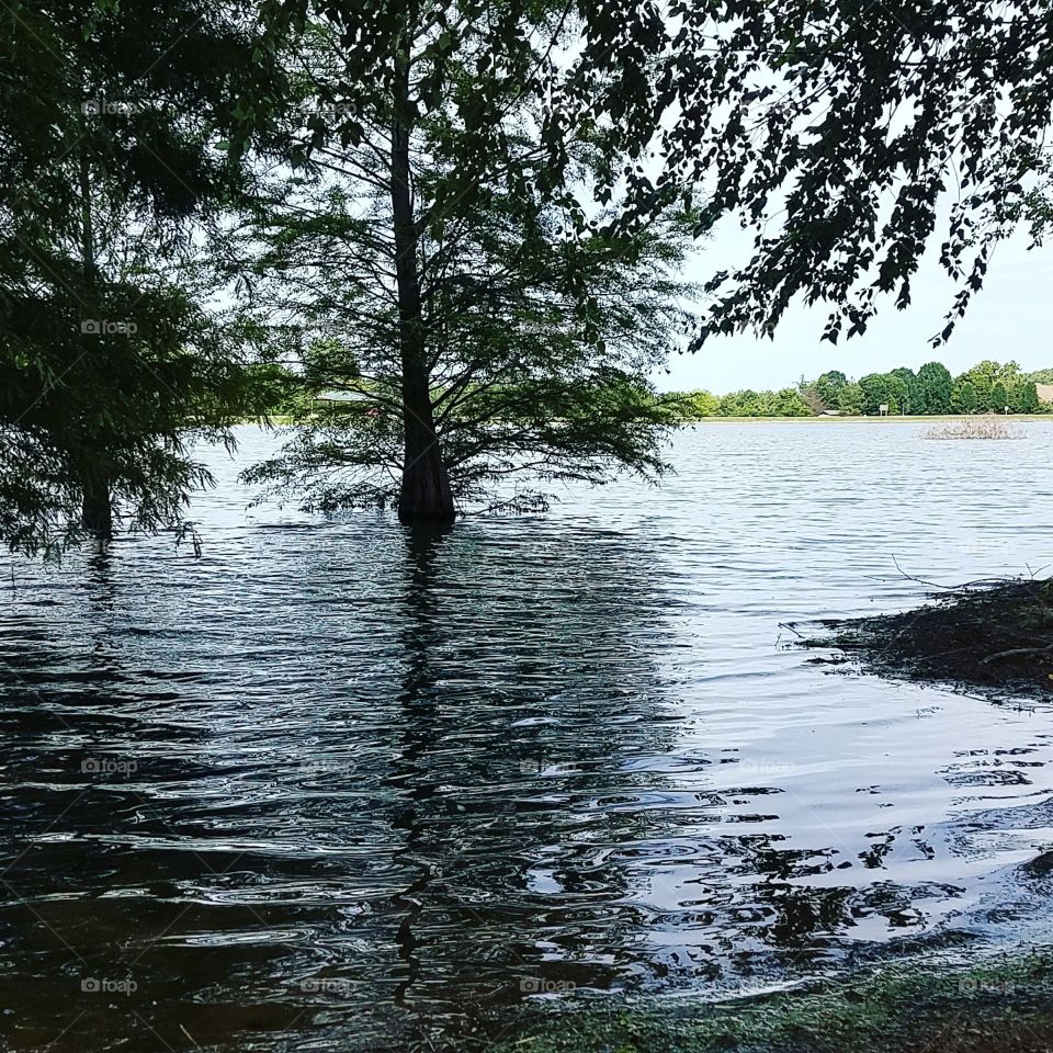 park lake