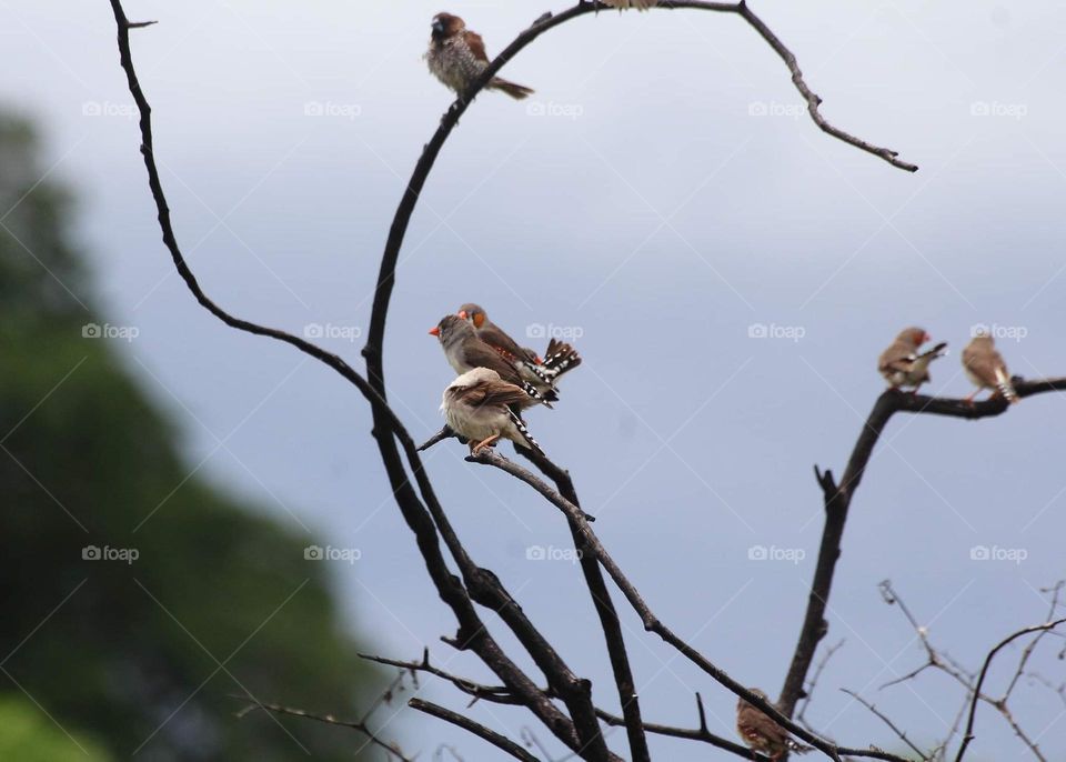 Colonial bird of zebra finches at dryng branch. Focusing female of its. But, there's scally breasted munia one at branch . They life for wisdom and happy ending .