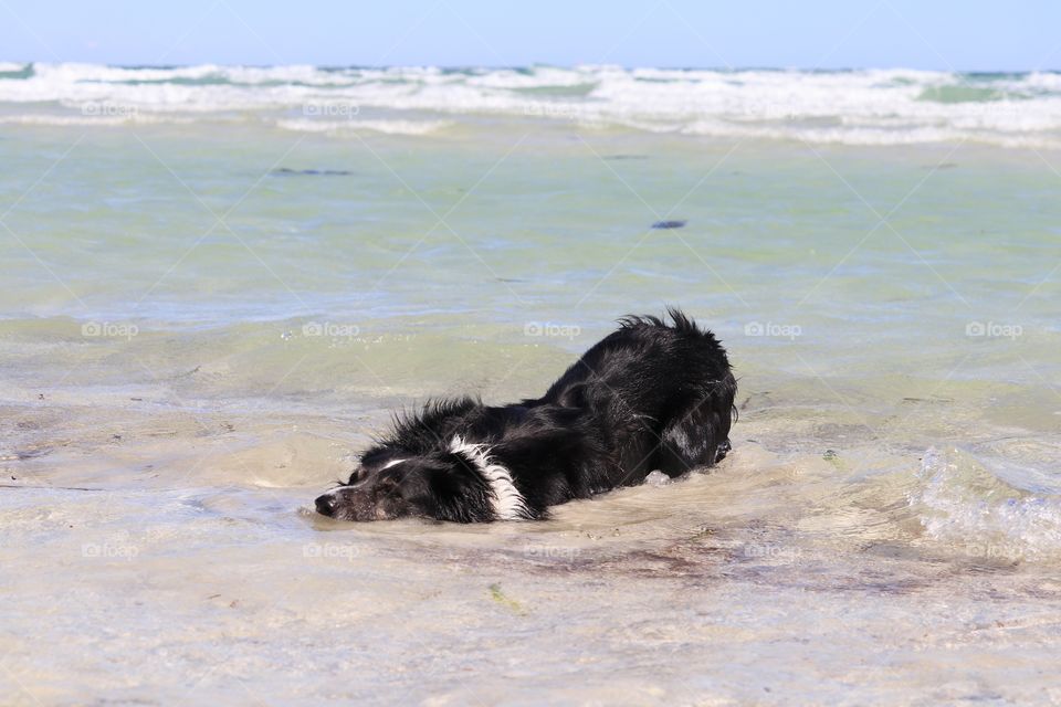 Look what has washed ashore! Border collie burying head in sand in ocean