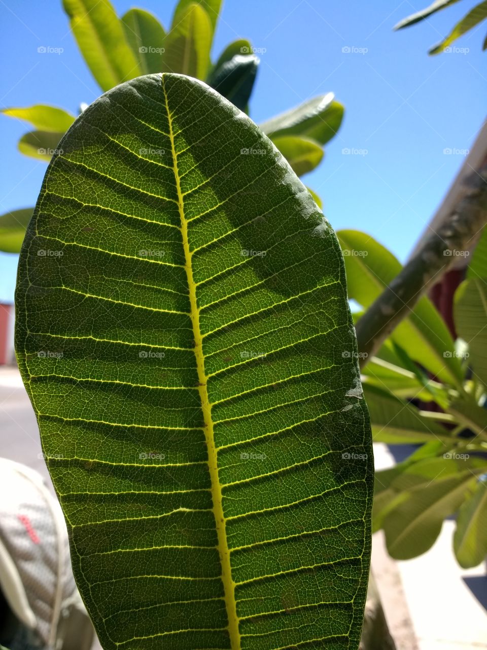 Green leaves