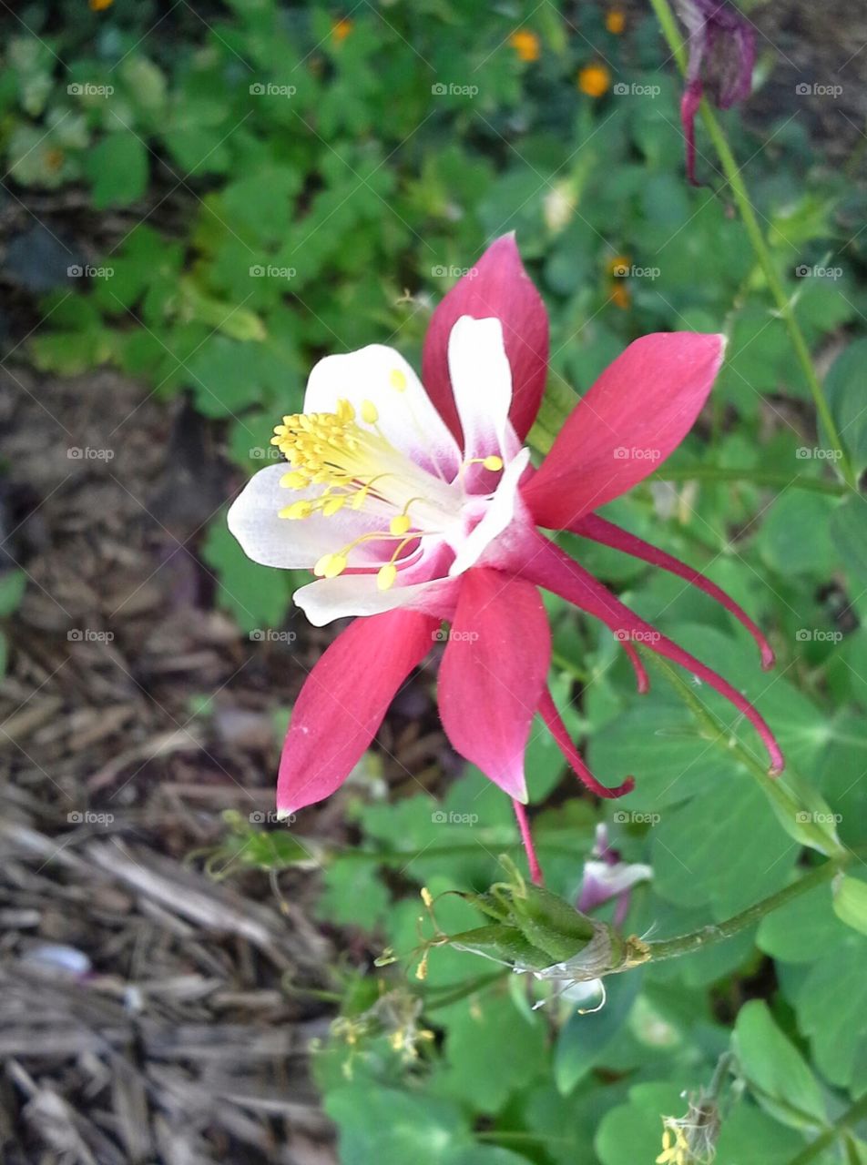 Garden flower. in the garden